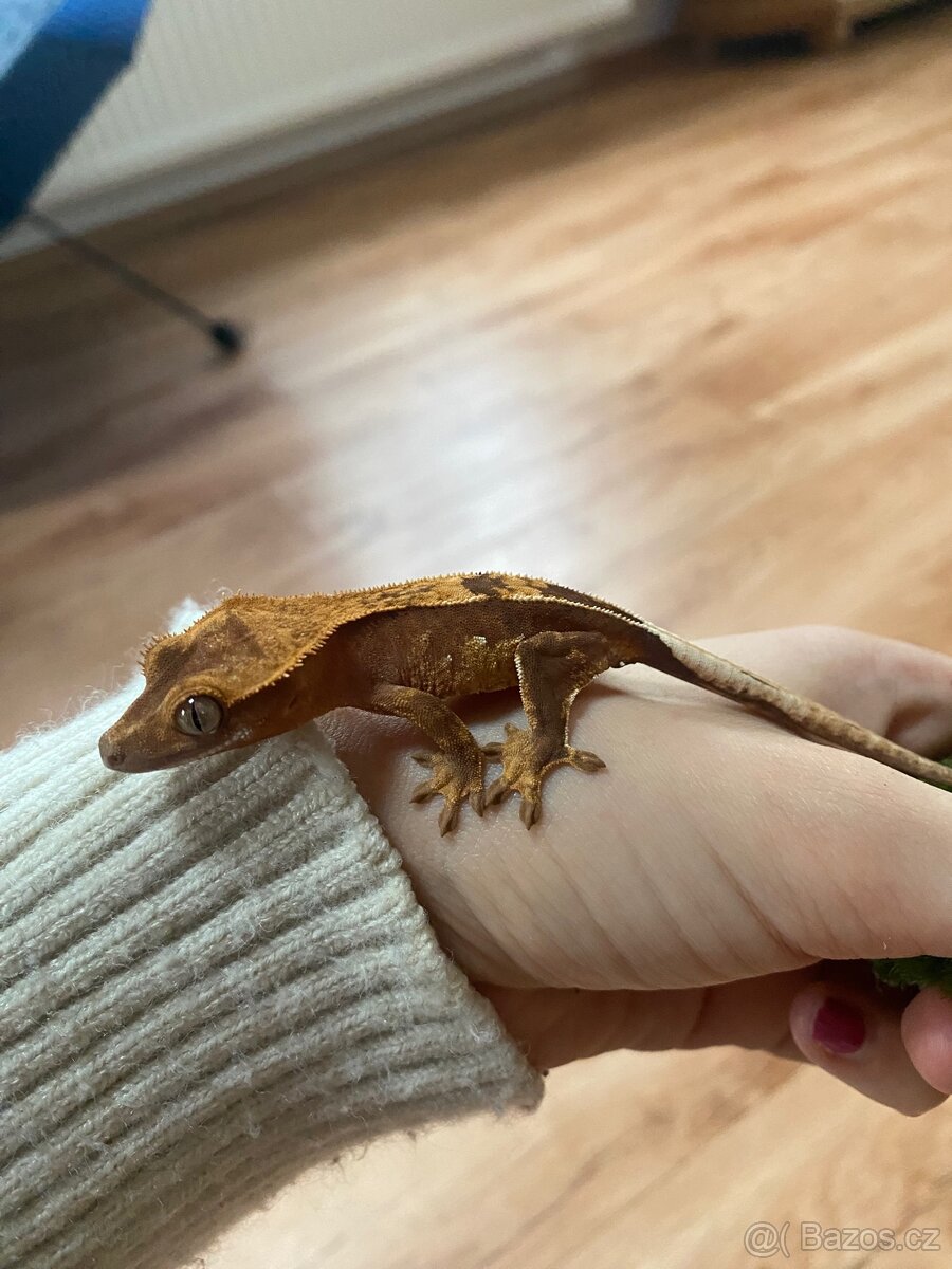 Pagekon řasnatý - 4