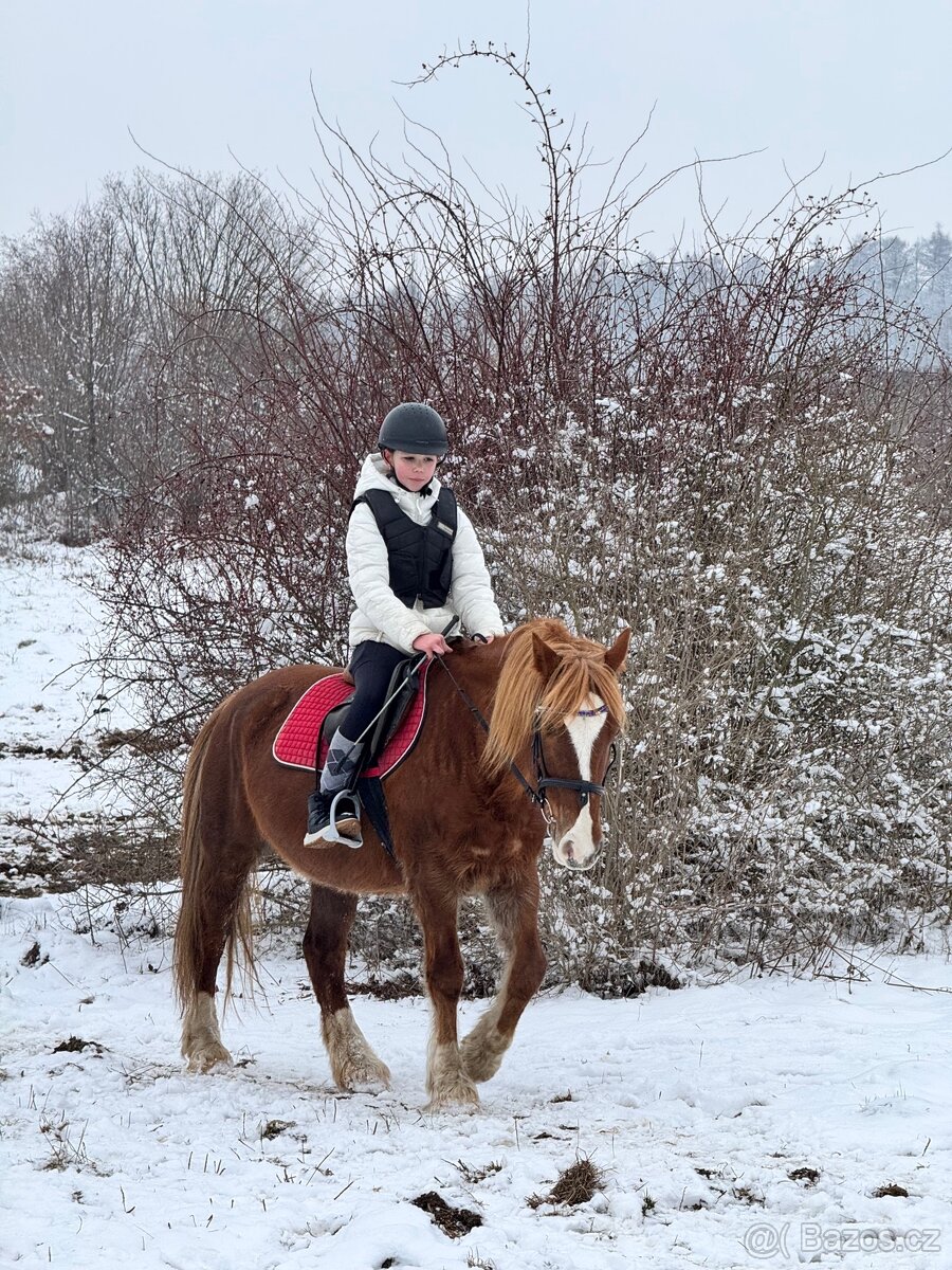 WPBR kobyla i pro začátečníky - 4