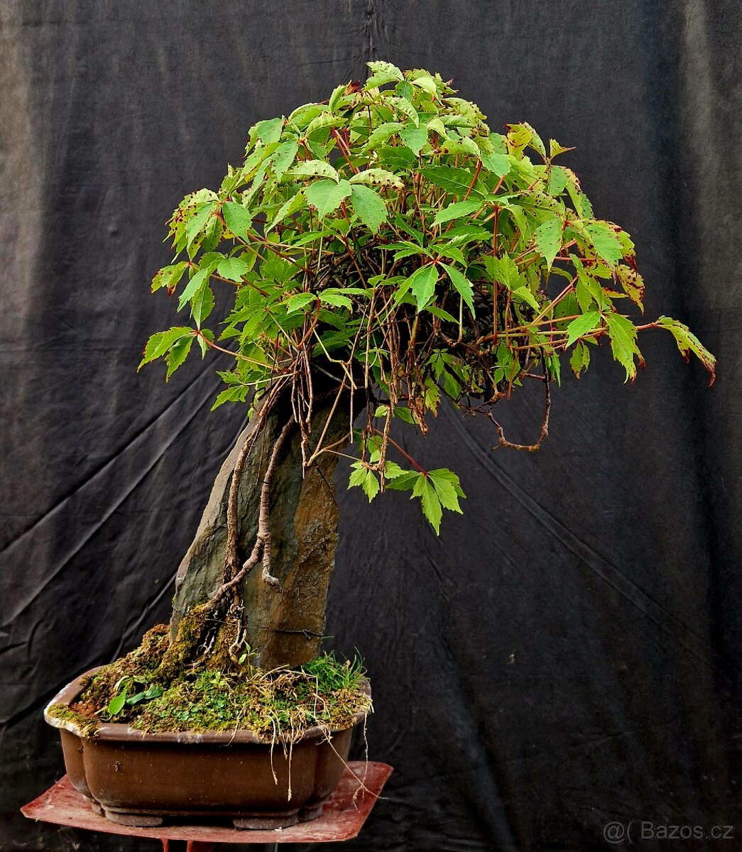 Bonsaj, Bonsaj - Prisavnik ..Top - 4