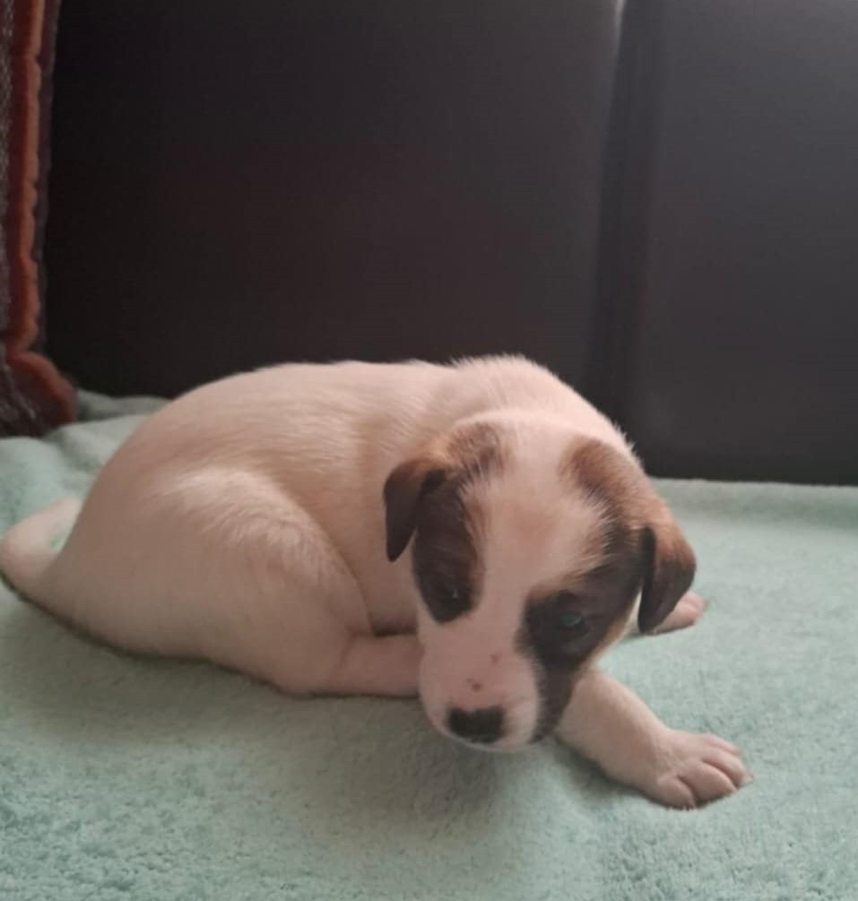 Čistokrevné štěně Jack Russell - kluk Lojza - 4