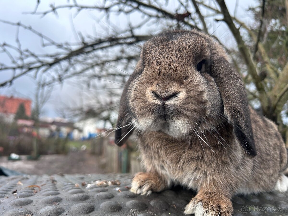 Zakrslý beránek - 4