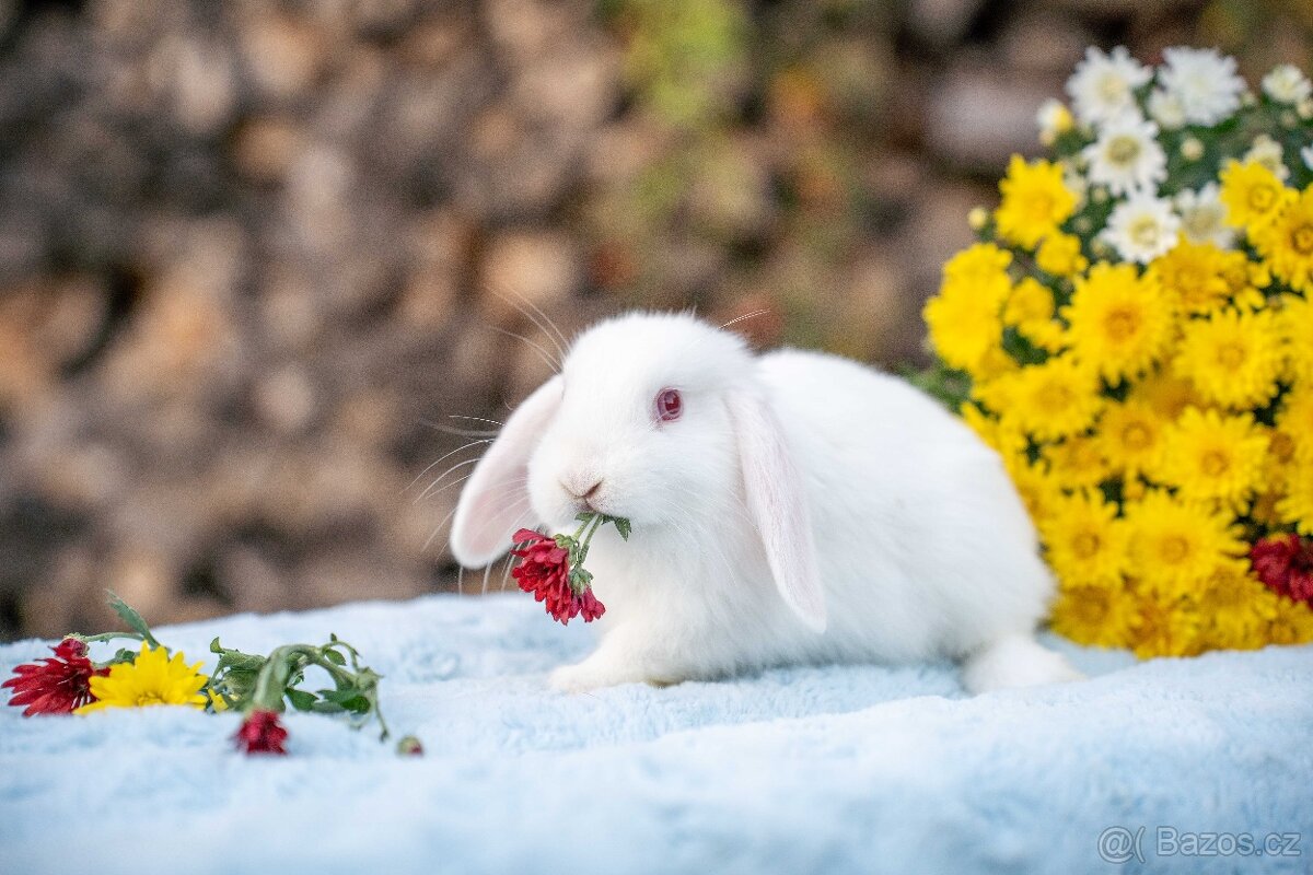 Zakrslý králíčci - ihned k odběru - 4
