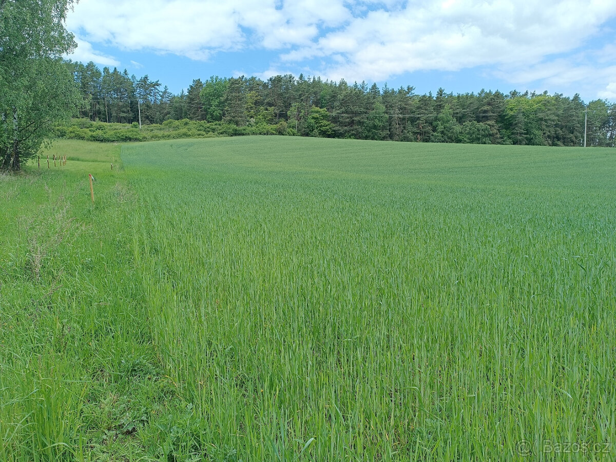 Pronájem pole o výměře 6966m2 - 4