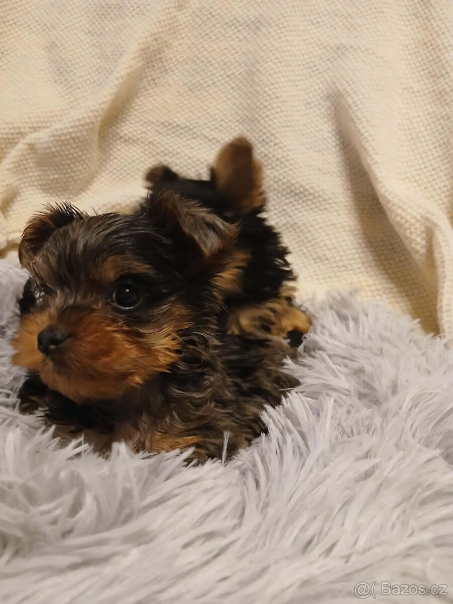 Jorkšírský teriér Merle - 4