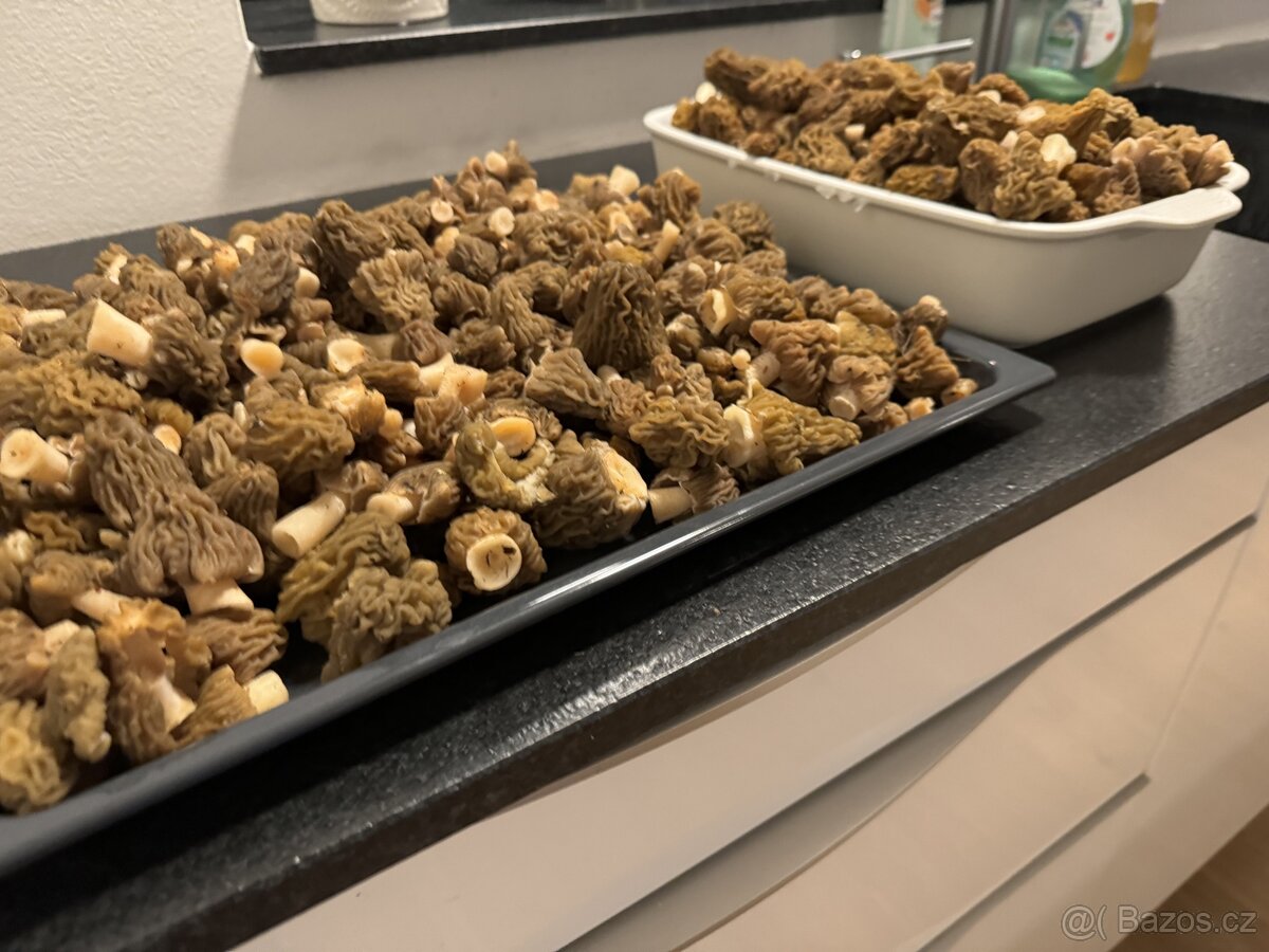 Houby -kačenka česká - 4