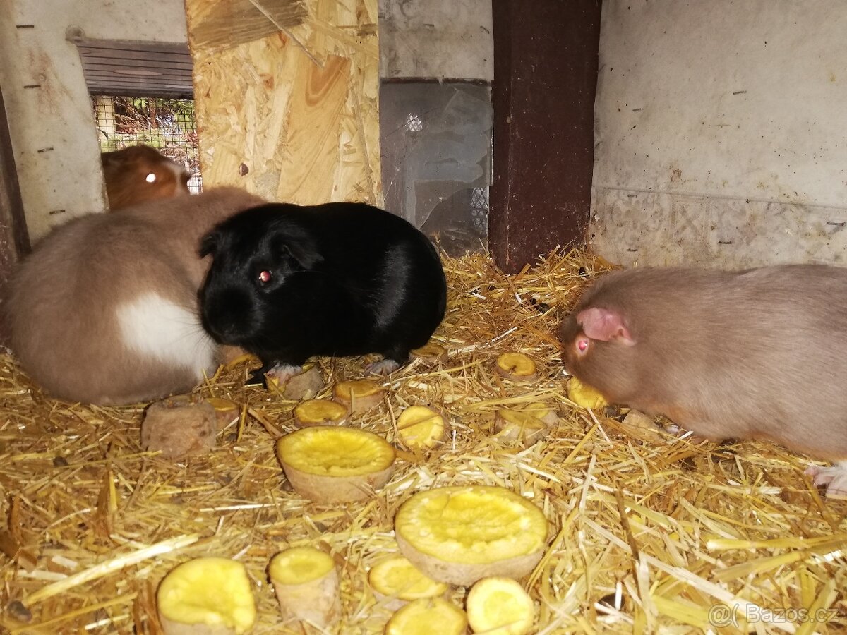 Prodám Cuy morčata - 4