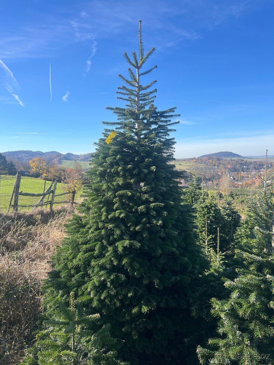 Vánoční stromky z Beskyd (vlastní produkce) - 4