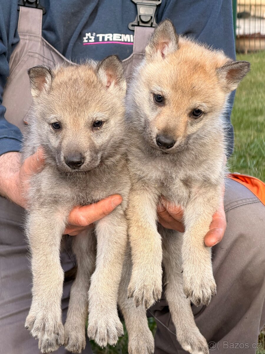 Československý vlčák s PP - 4