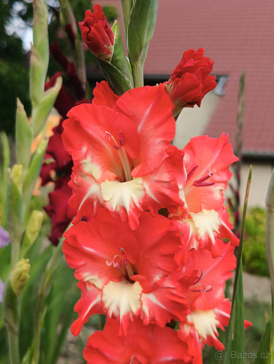 Cibule MEČÍKů - - - viz text a foto - 4