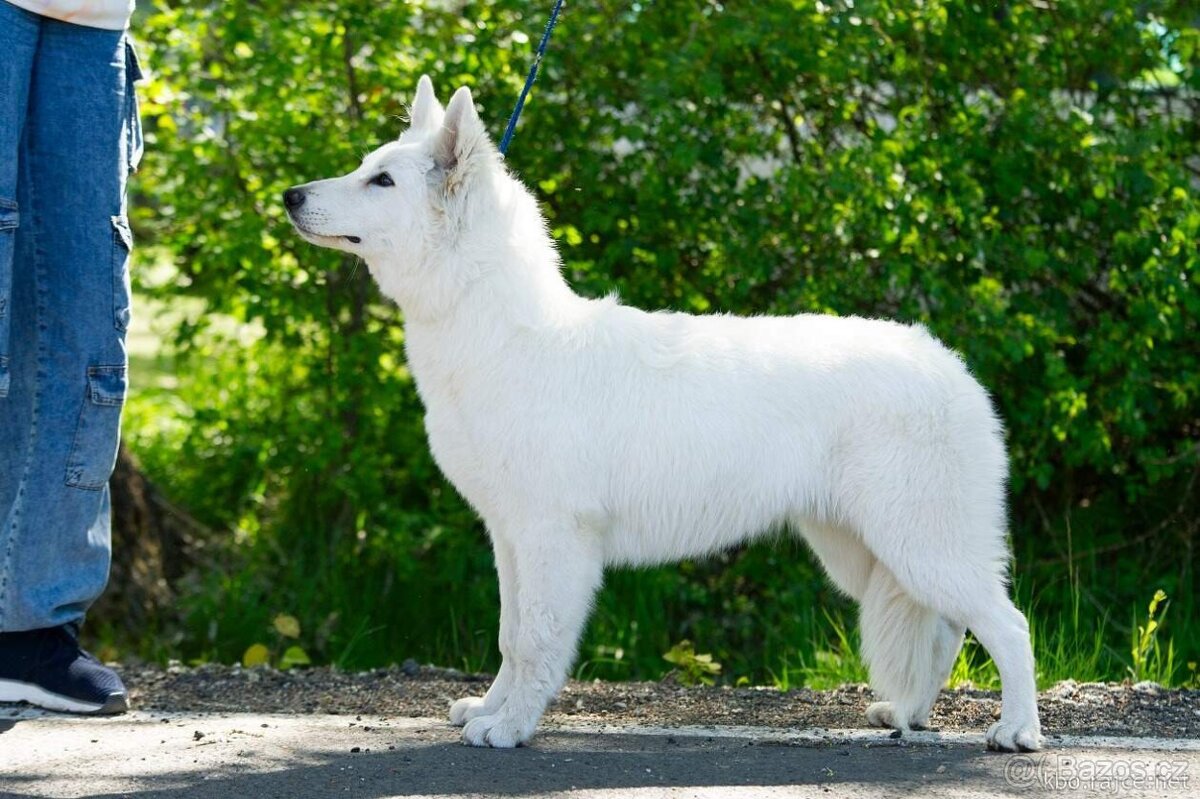 Bílý švýcarský ovčák s PP - 4