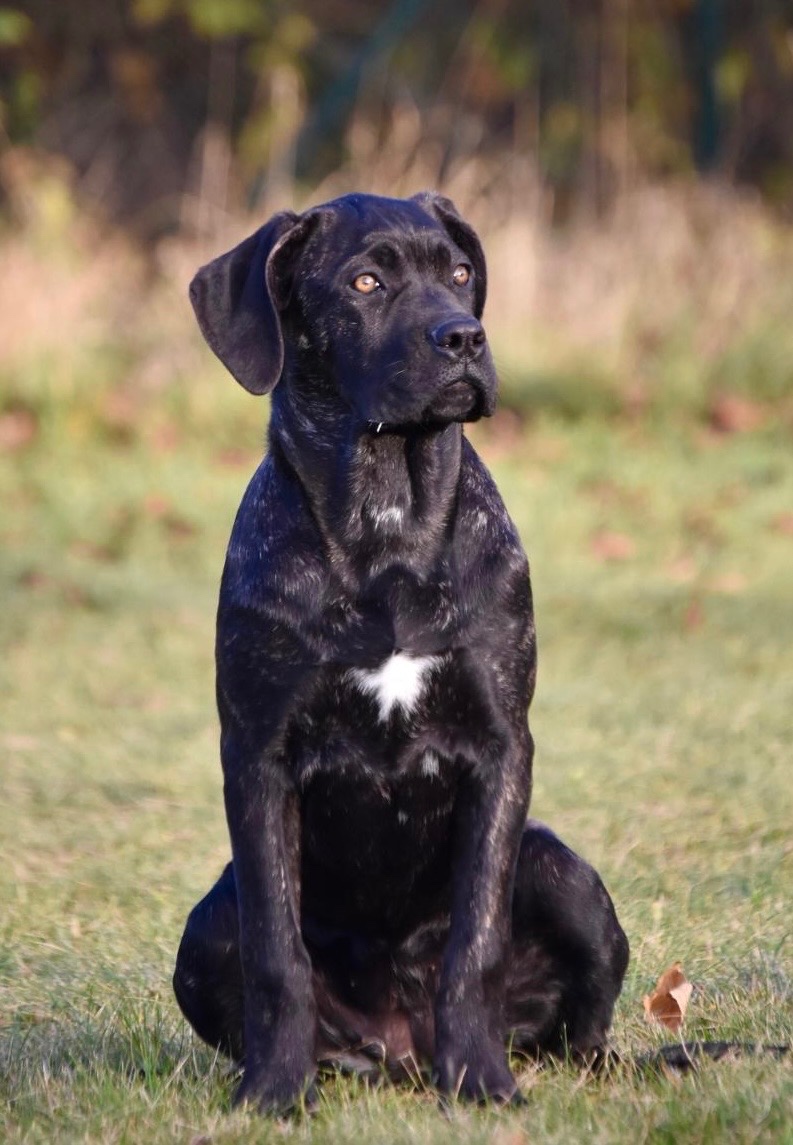 Cane Corso s PP FCI - 4