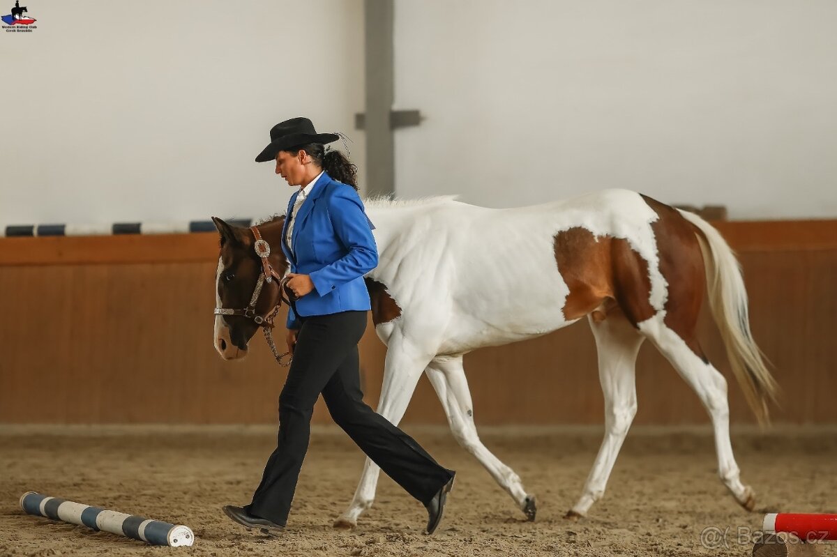 Tříletý Valach American Paint Horse - 4
