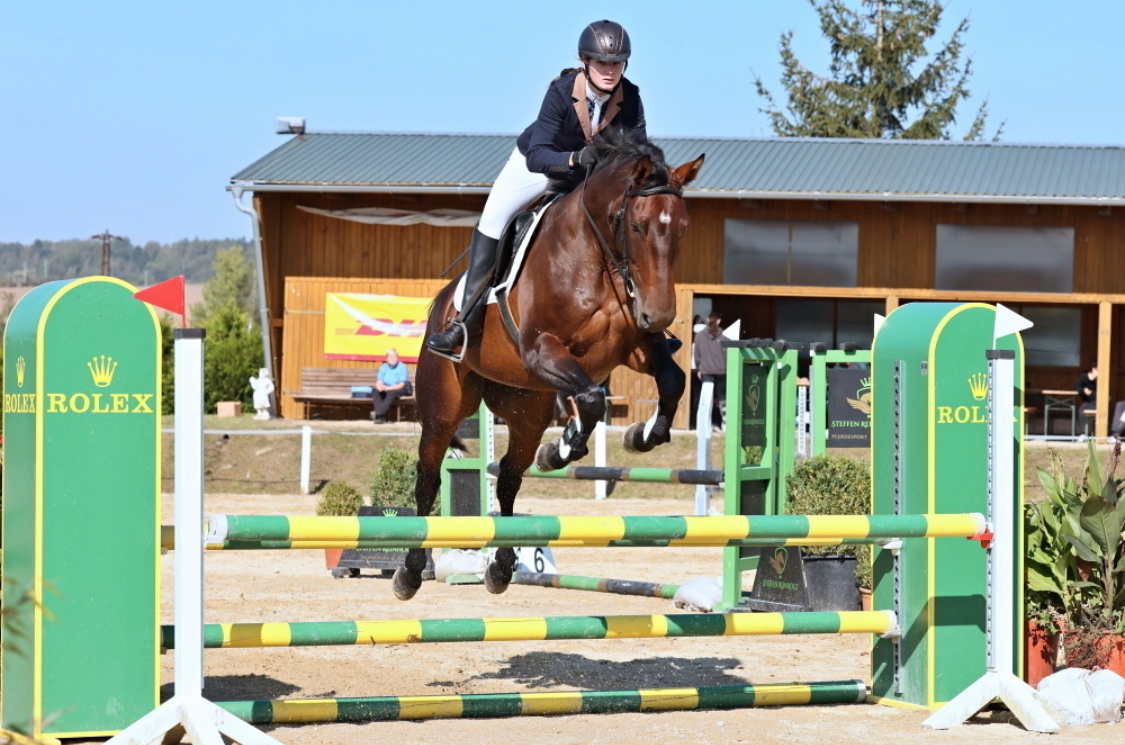 Prodám koně, hannoverskou klisnu - 4