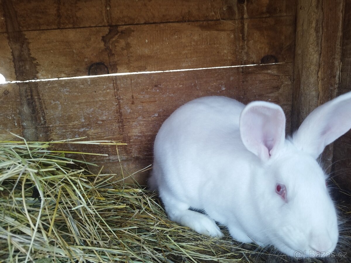 Prodám mladé králíky do chovu i na maso - 4