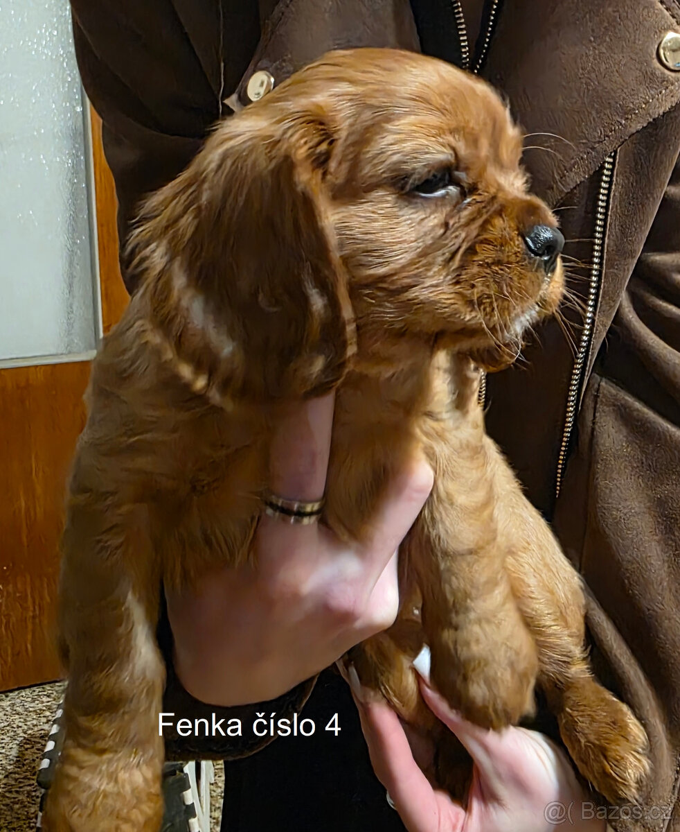 Prodej štěňat Kavalír king Charles španěl - 4