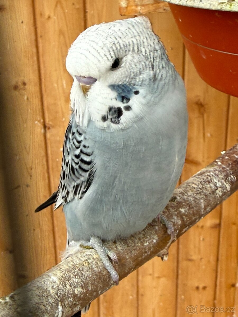 mladé andulky neobvyklé barvy - 4