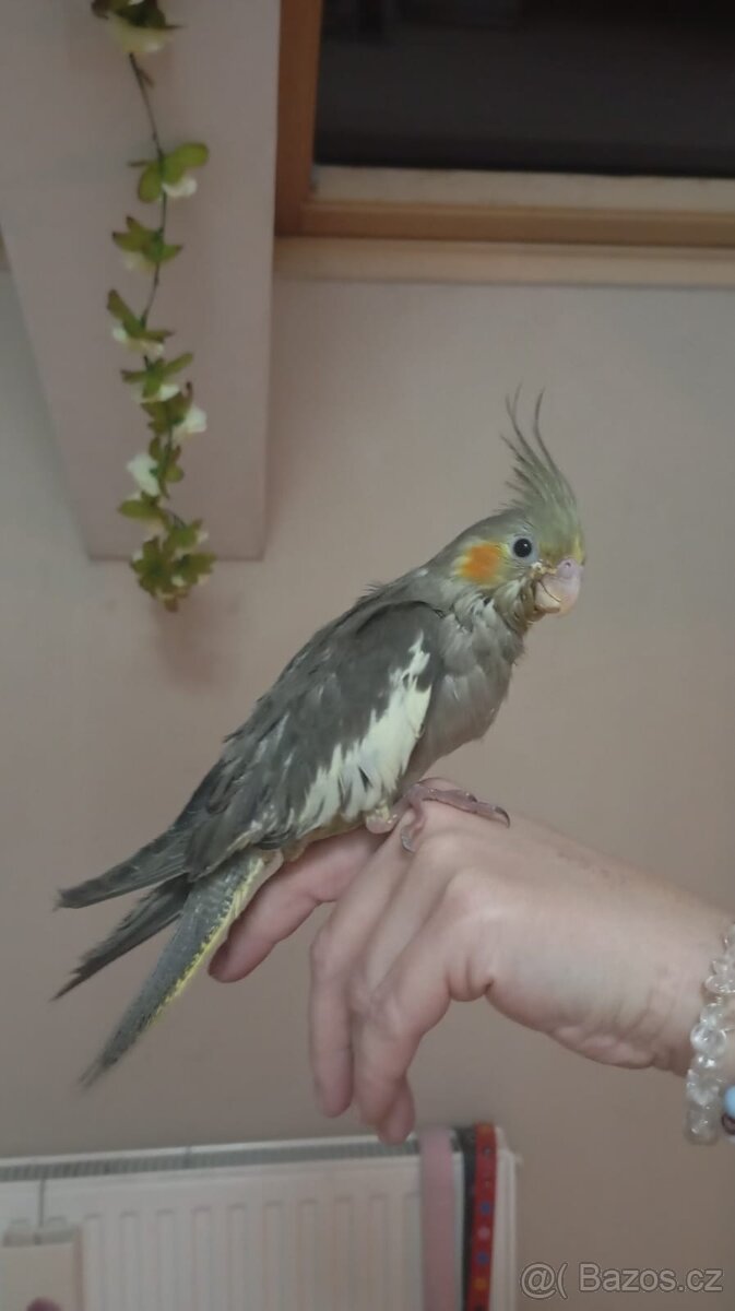 Ručně dokrmená korela - 4