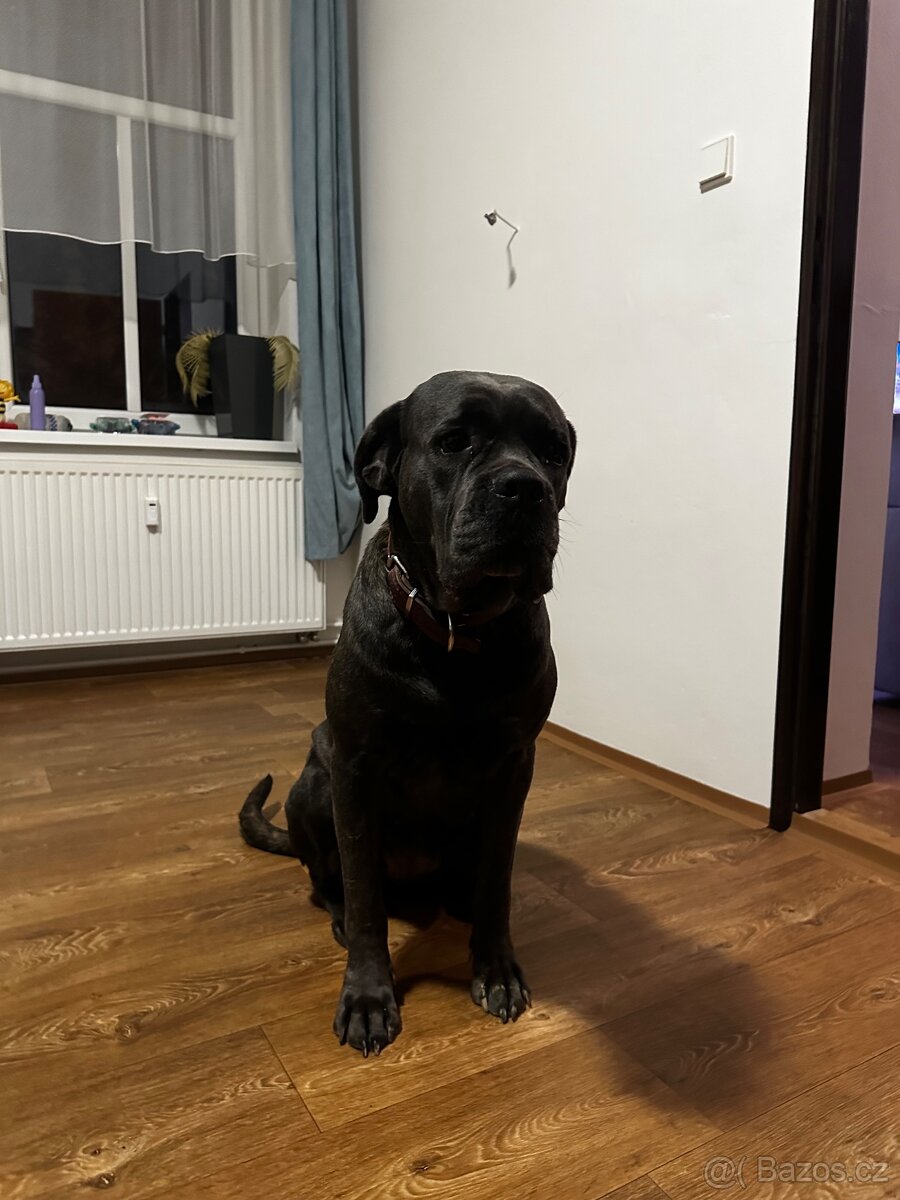 Cane Corso Zdarma - 4