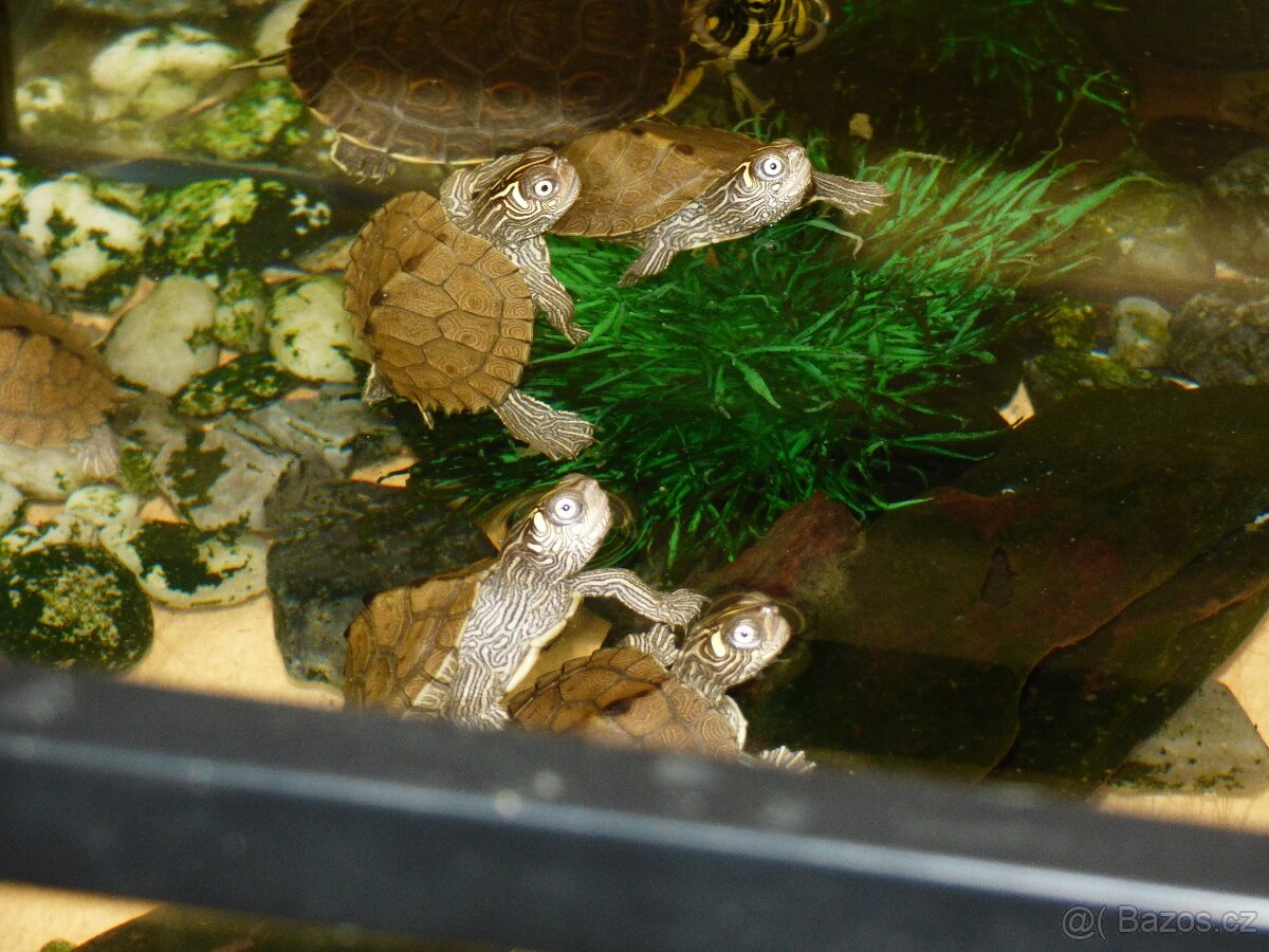 Želva mapová (Graptemys sp - 4