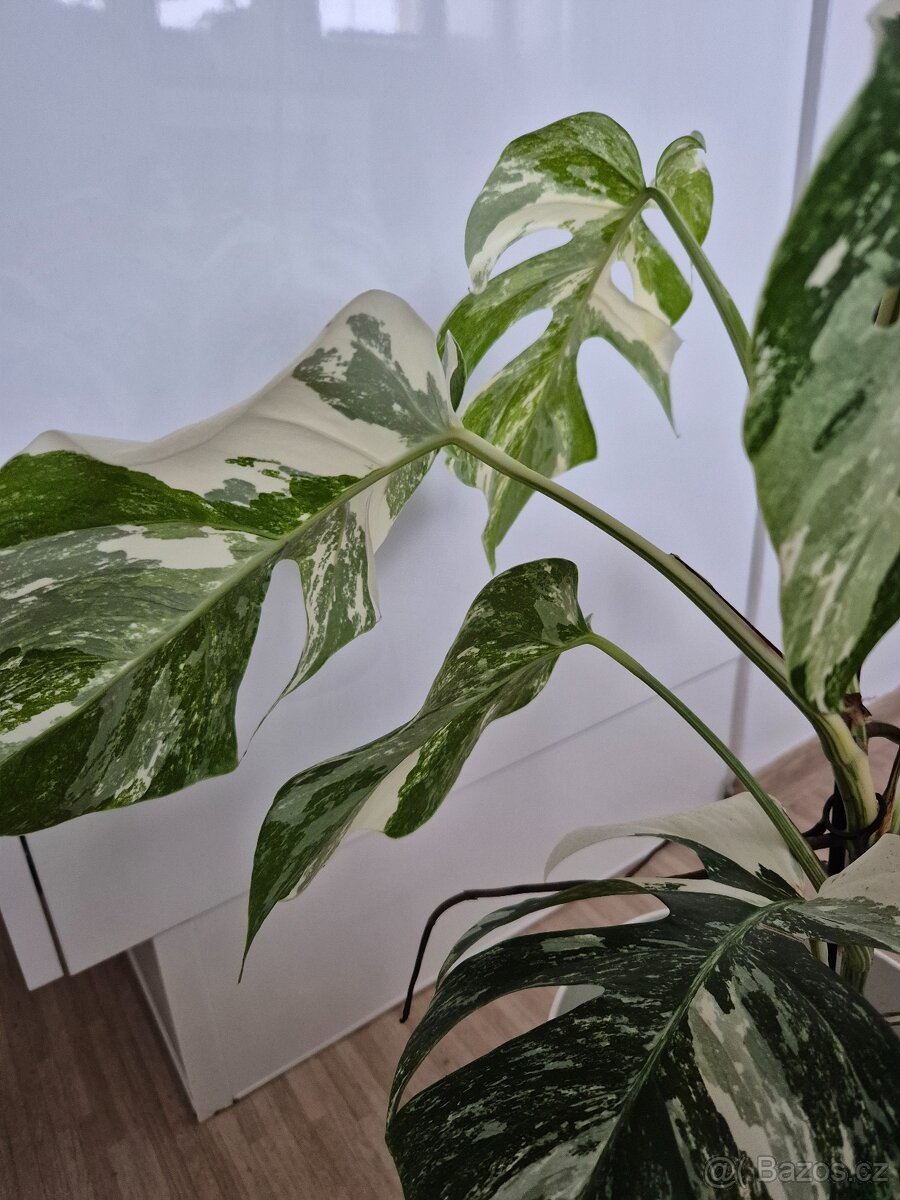 Monstera albo variegatu - 4
