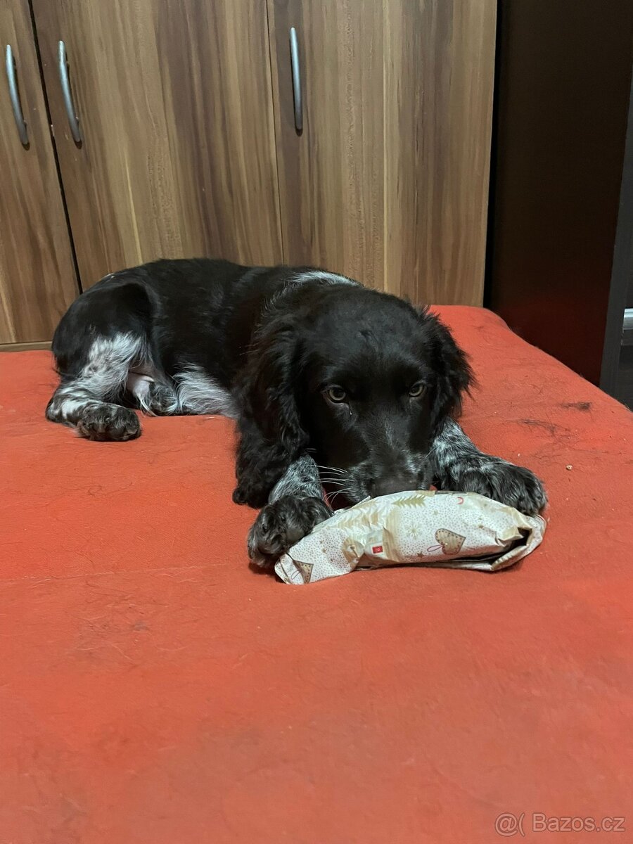 Prodám Německého Křepeláka - 4