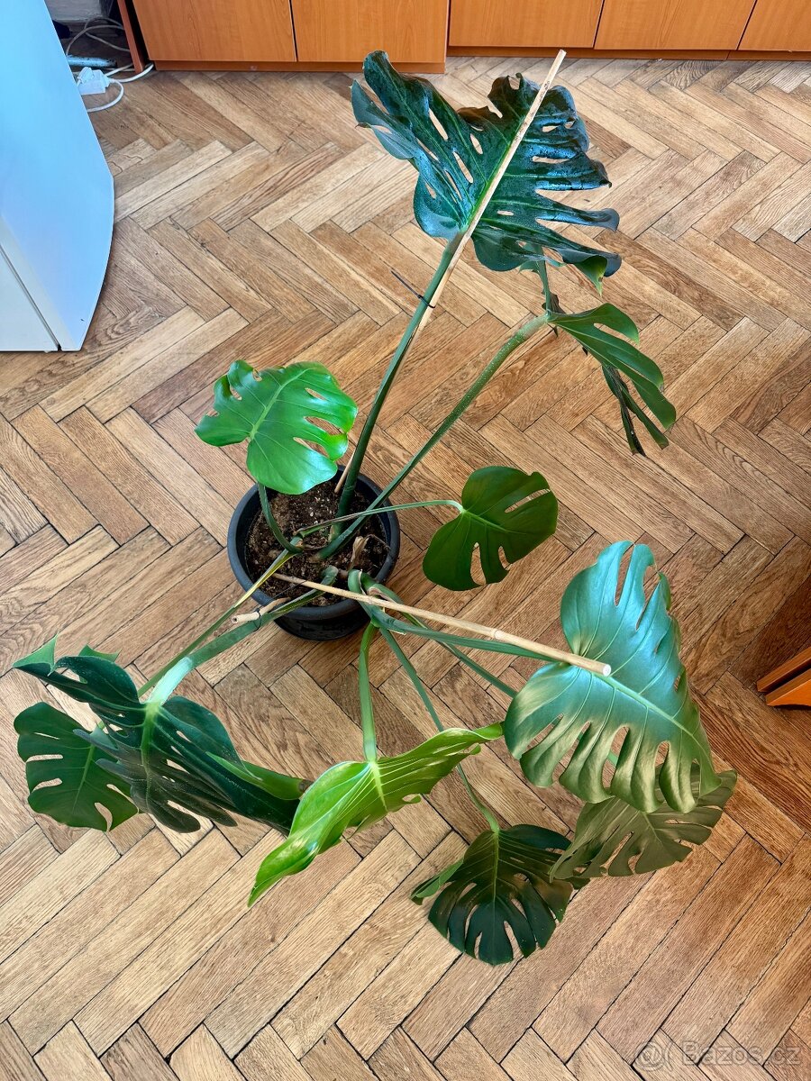 Monstera deliciosa - 4