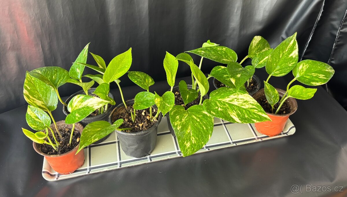 SLEVA⤵️ Zlatý Potos, Šplhavnice zlatá, Epipremnum aureum - 4