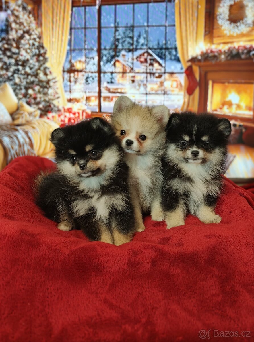 Pomeranian / Zwergspitz - 4