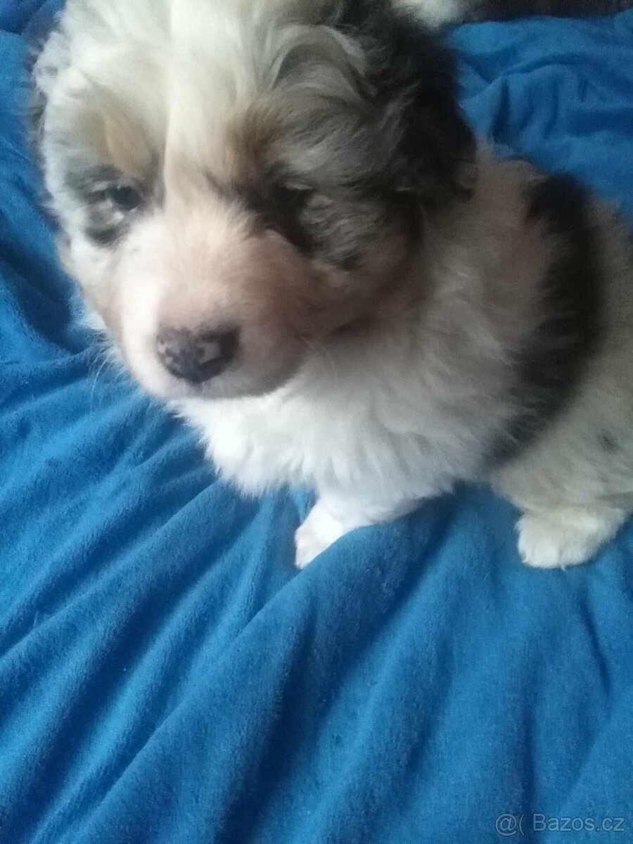 Australský ovčák bez PP - 4