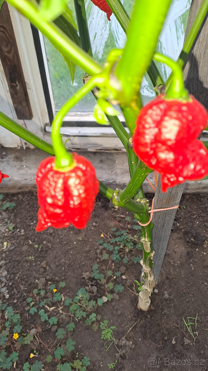 Trinidad Scorpion Moruga semínka - 4