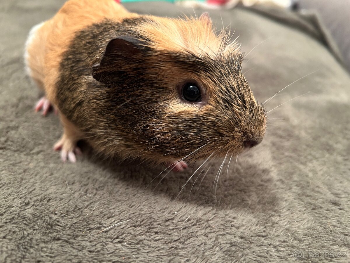 Morčátko - 4