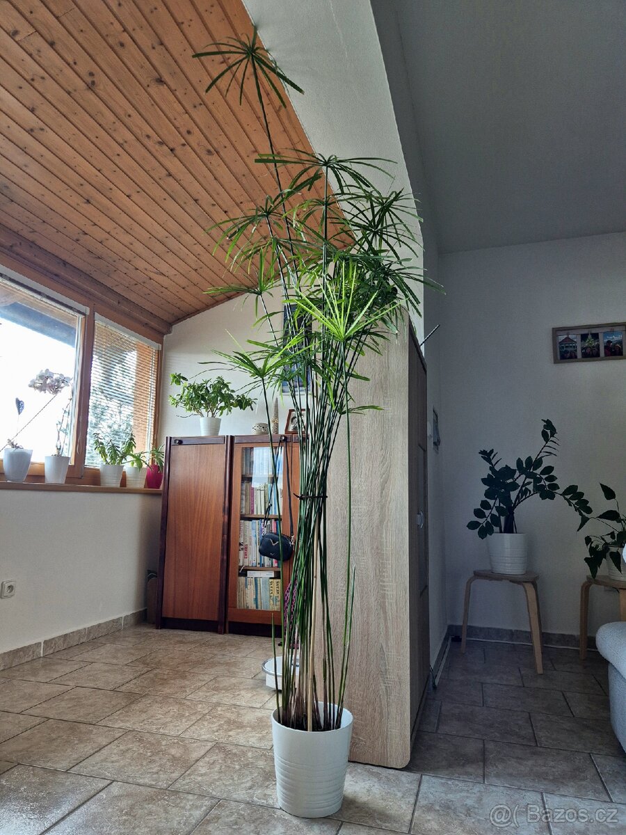 Šáchor papylus - 4