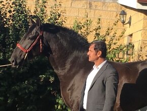 Prodej super klisny do sportu - 4