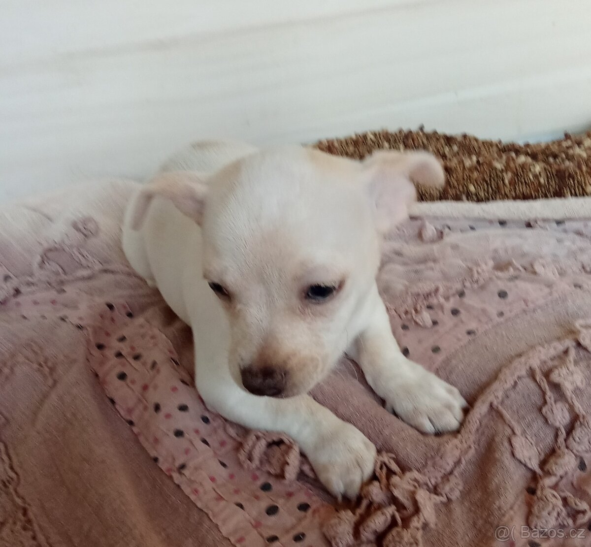 Čivava krátkosrstá - 4