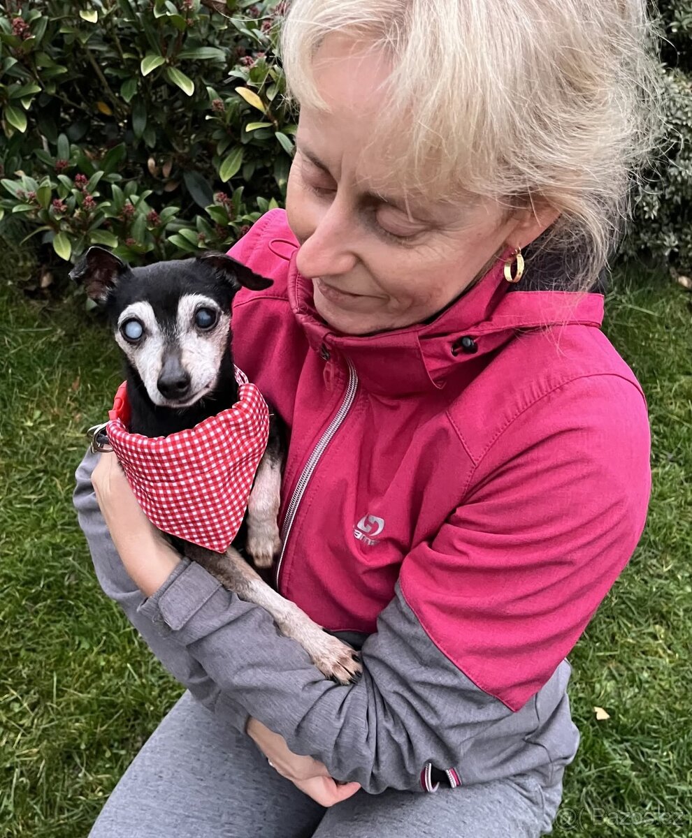 RONÍČEK - 3 kg, kastrovaný psík 13 let - 4