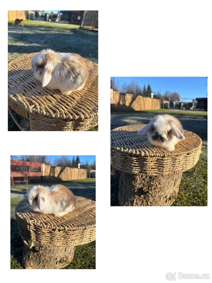 Zakrslý králík - mini lop - 4