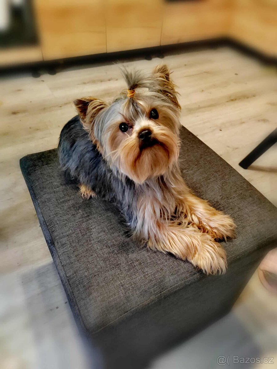 Yorkšírský teriér ke krytí - 4