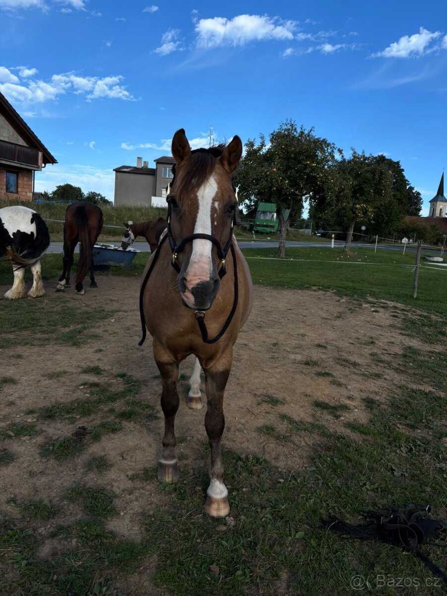 Valach na prodej - 4