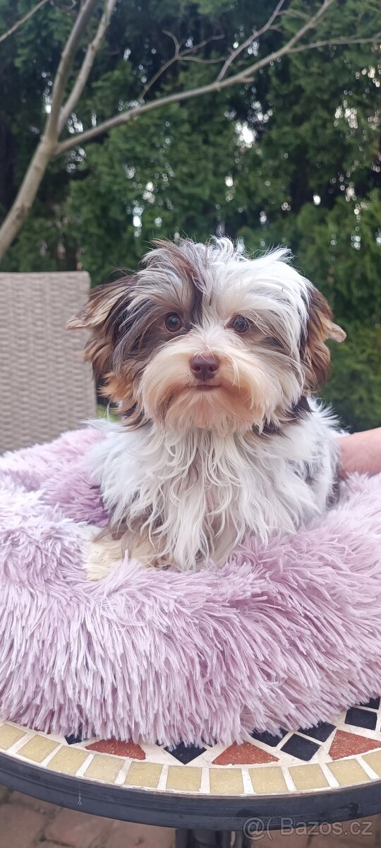 Jorkširský teriér s pp - 4