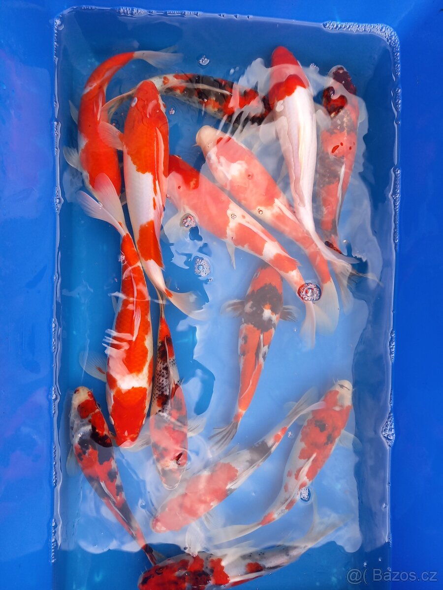 Koi kapr originál - 4