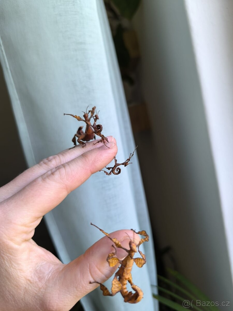 Strašilka australská - 4