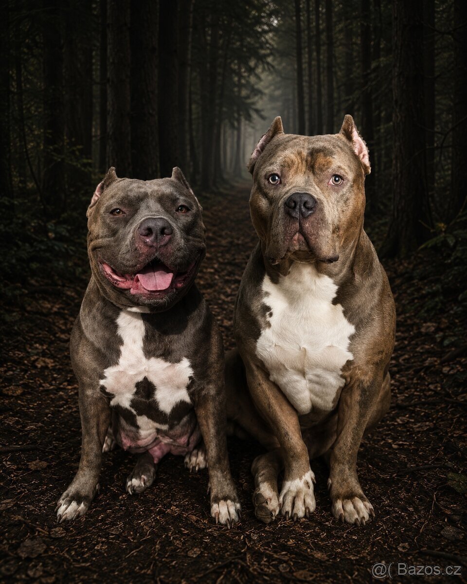 American Bully Xl - 4