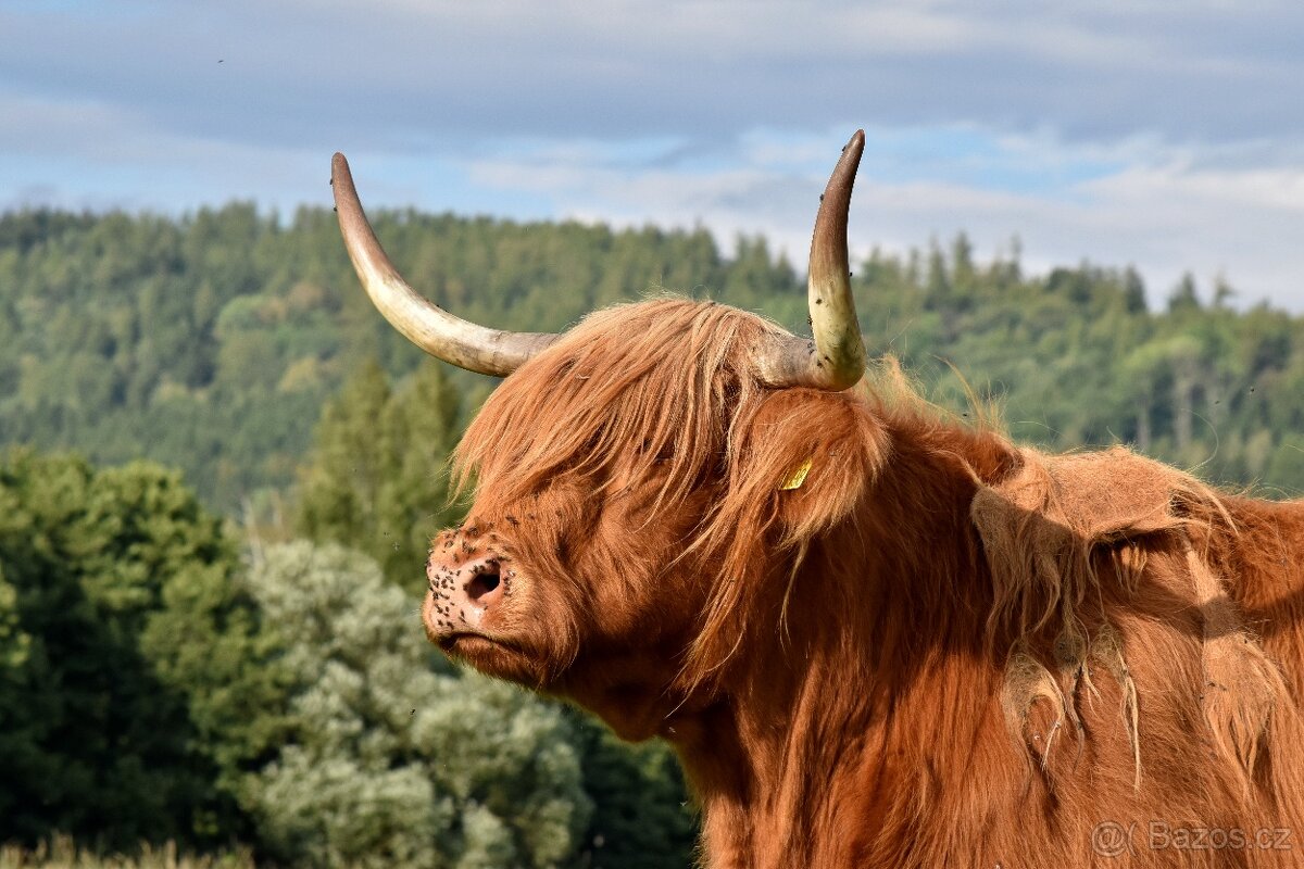 Jalovice highland - 4