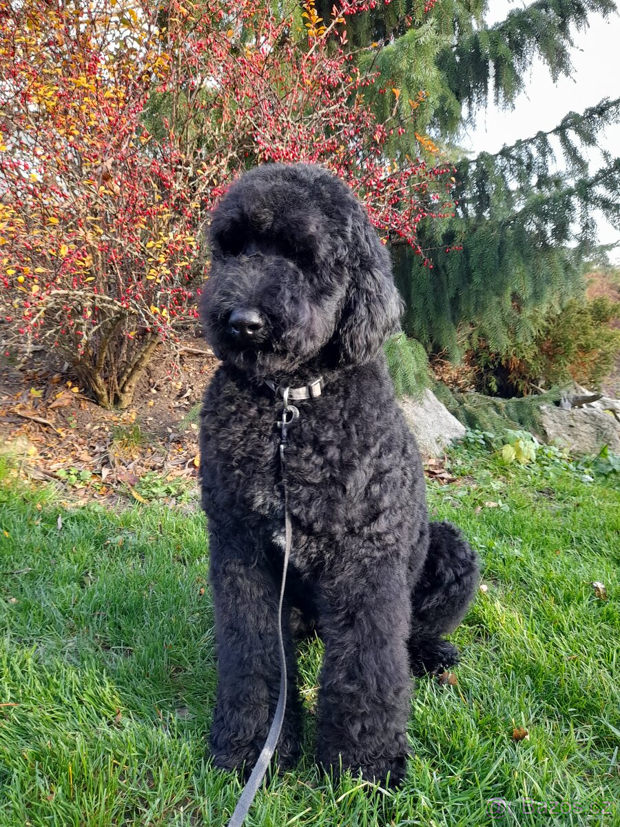 Pudl velký ( královský) štěňata bez pp - 4