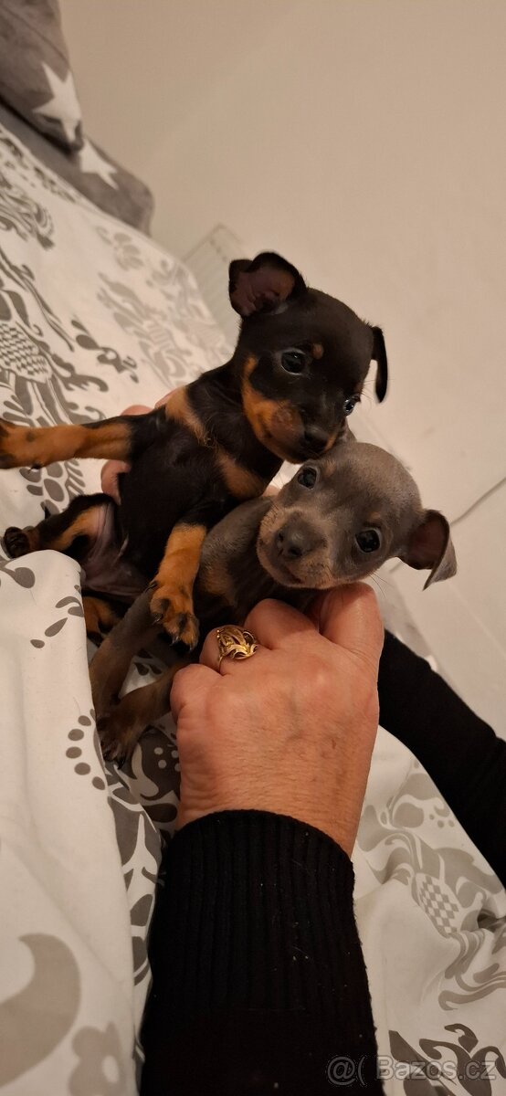 Prodám štěňata pražský krysarik - 4