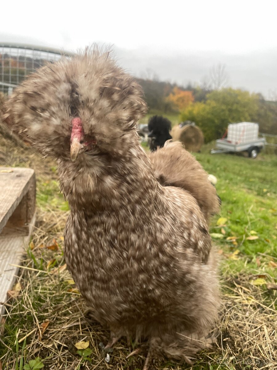 Násadová vajíčka USA hedvábničky - 4