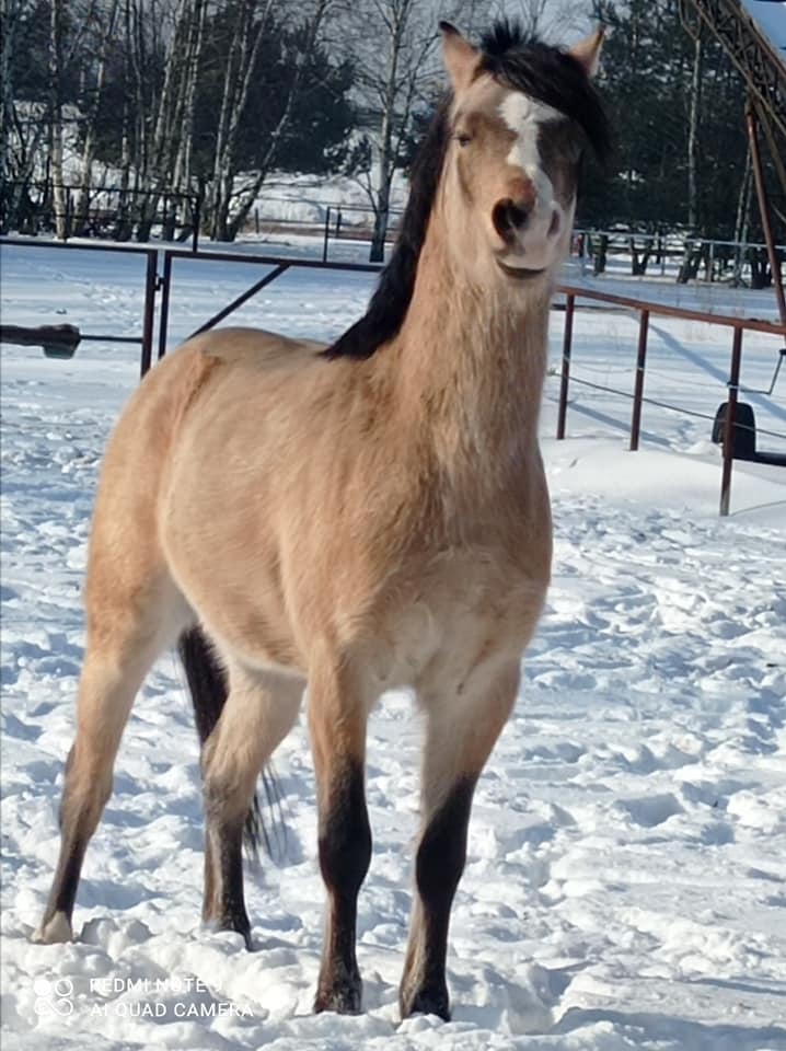 Připouštění Welsh pony - 4