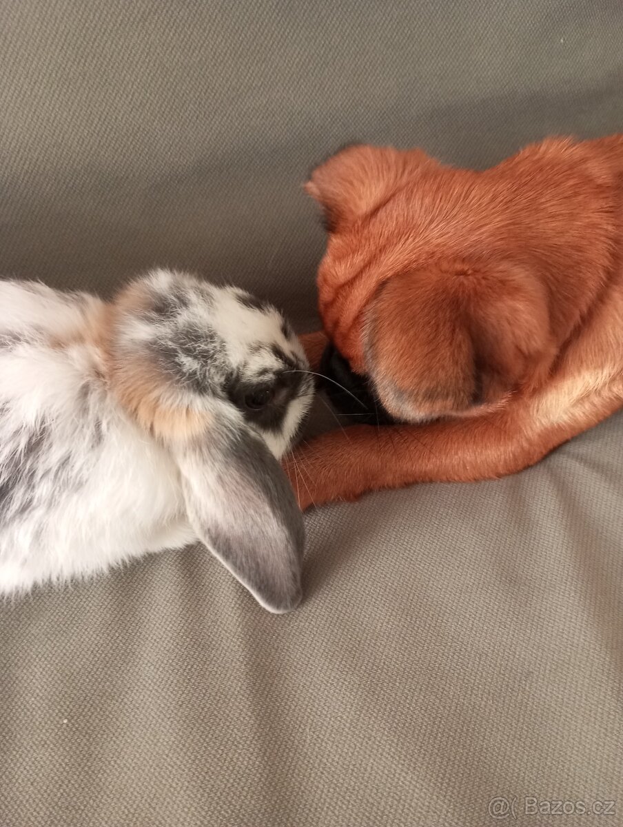 Zakrslý beránek králíček - 4