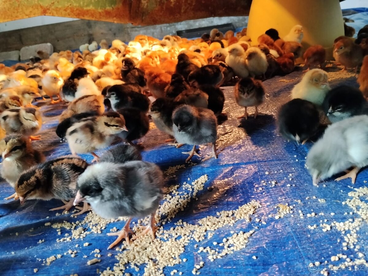 Nosnice 12 týdnů -objednávky - 4