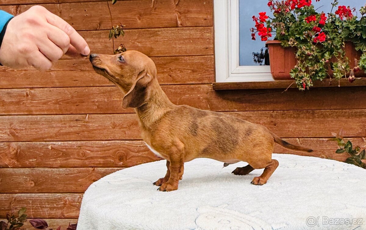 Jezevčík hladkosrstí trpasličí- králičí s pp - 4